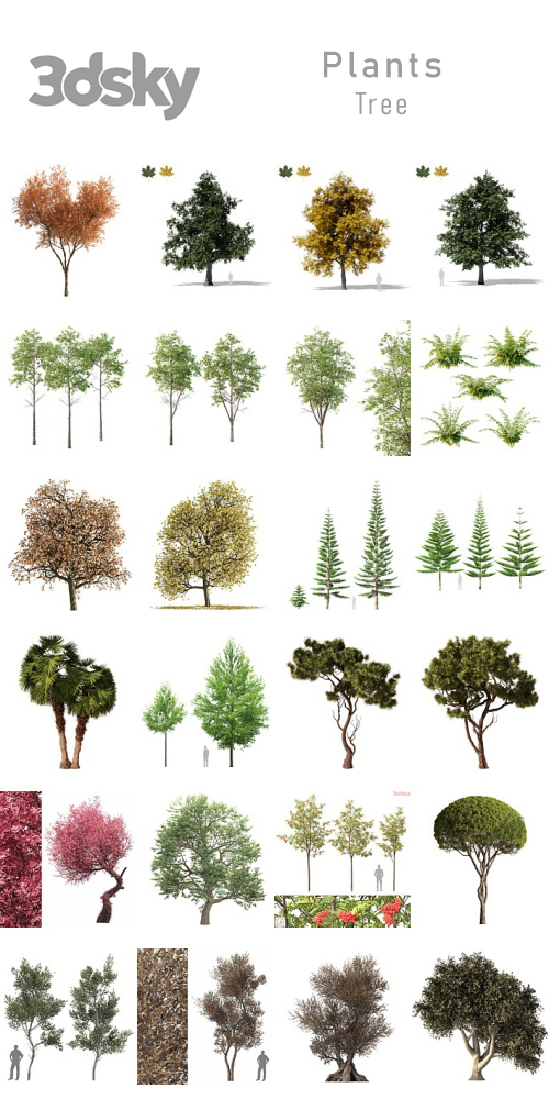 3DSky - Plants - Tree 3DSky - Plants - Tree