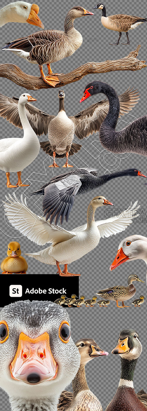 DUCKS & GEESE 31xPNG DUCKS & GEESE 31xPNG