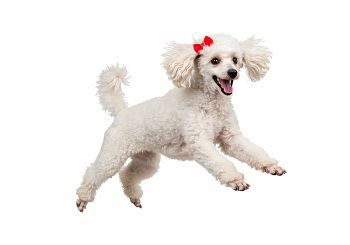 Dogs in Action 27xPNG Dogs in Action 27xPNG