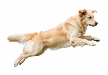 Dogs in Action 27xPNG Dogs in Action 27xPNG