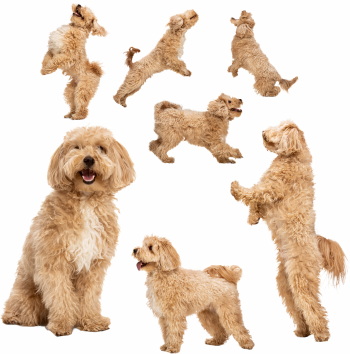 Dogs in Action 27xPNG Dogs in Action 27xPNG