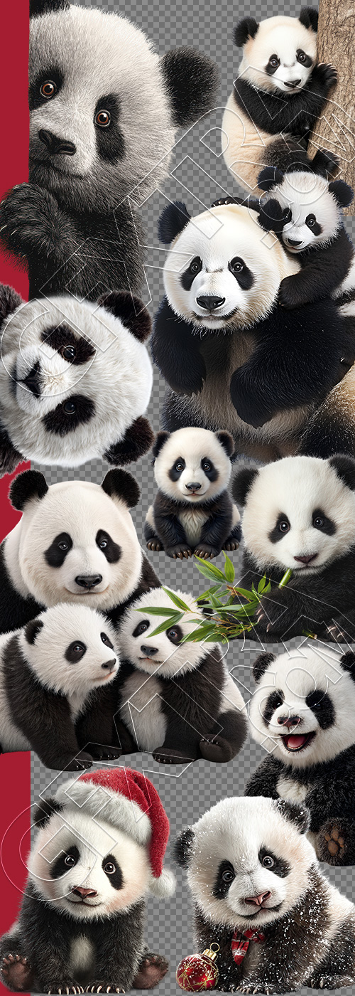 Baby Panda 31xPNG Baby Panda 31xPNG