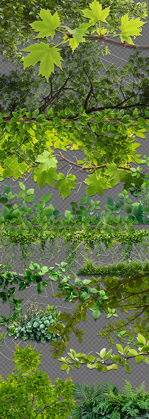 Green Leaved Branches 33xPNG Green Leaved Branches 33xPNG