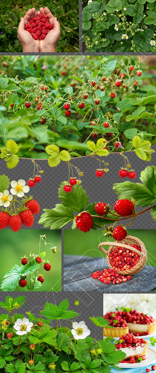 Wild Strawberry 6xPNG, 26xJPEG Wild Strawberry 6xPNG, 26xJPEG
