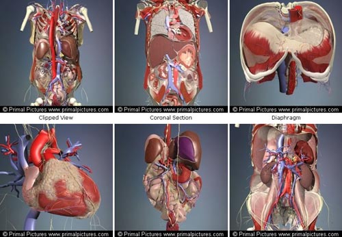 3d 4 medical complete anatomy
