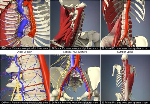 3d4 complete anatomy