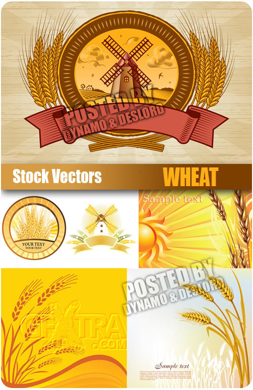 Wheat - Stock Vectors