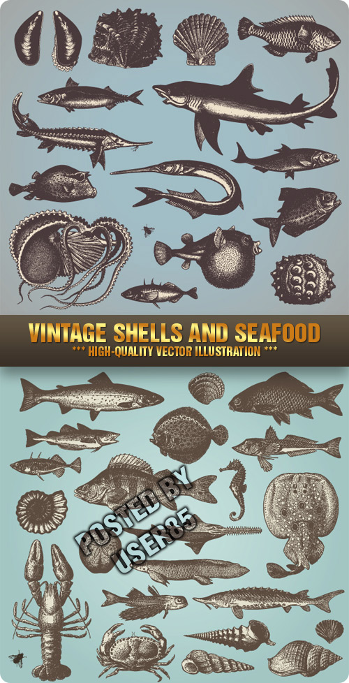 Stock Vector - Vintage Shells and Seafood