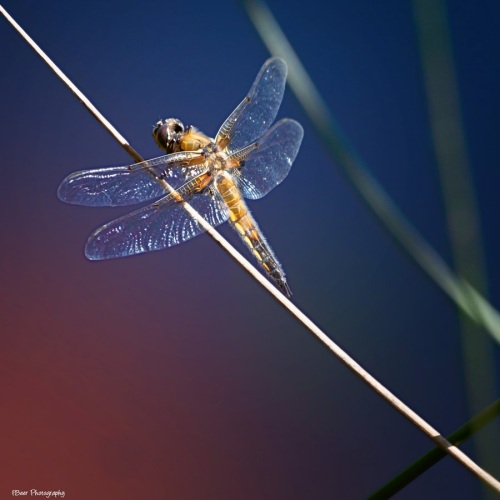 Photographer Frank Beer