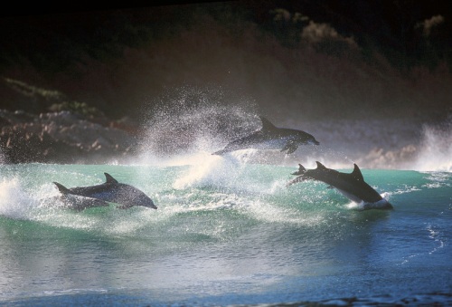 Dolphins - Photographer Greg Huglin