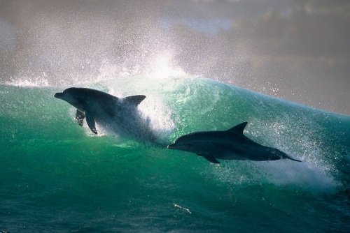 Dolphins - Photographer Greg Huglin