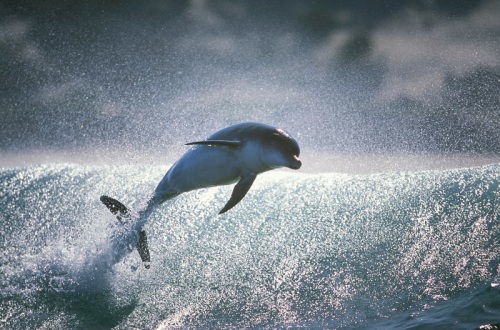 Dolphins - Photographer Greg Huglin