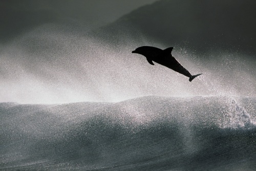 Dolphins - Photographer Greg Huglin