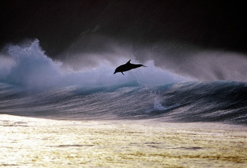 Dolphins - Photographer Greg Huglin