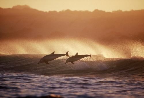 Dolphins - Photographer Greg Huglin