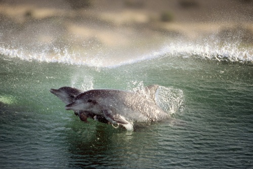 Dolphins - Photographer Greg Huglin