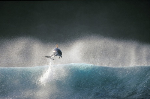 Dolphins - Photographer Greg Huglin