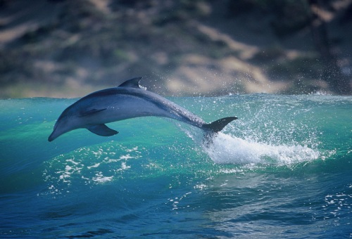 Dolphins - Photographer Greg Huglin