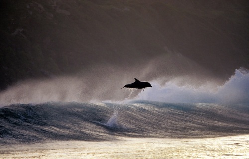 Dolphins - Photographer Greg Huglin