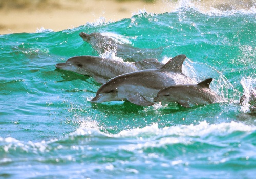 Dolphins - Photographer Greg Huglin