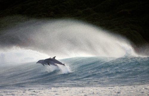 Dolphins - Photographer Greg Huglin