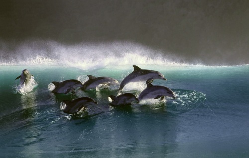 Dolphins - Photographer Greg Huglin