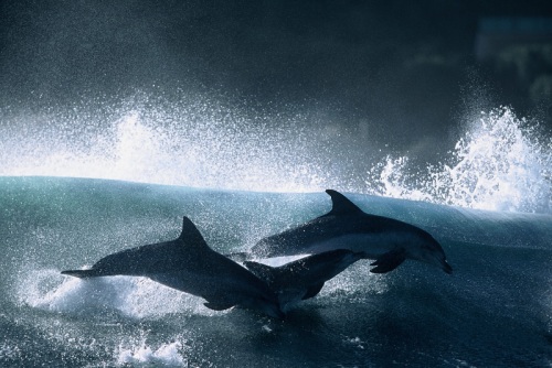 Dolphins - Photographer Greg Huglin