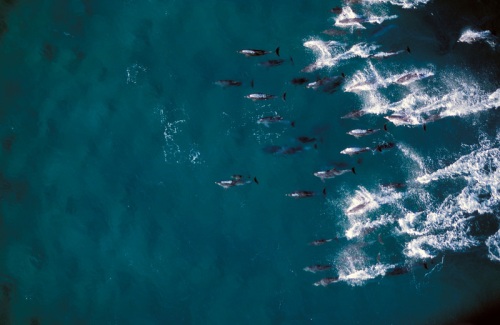 Dolphins - Photographer Greg Huglin