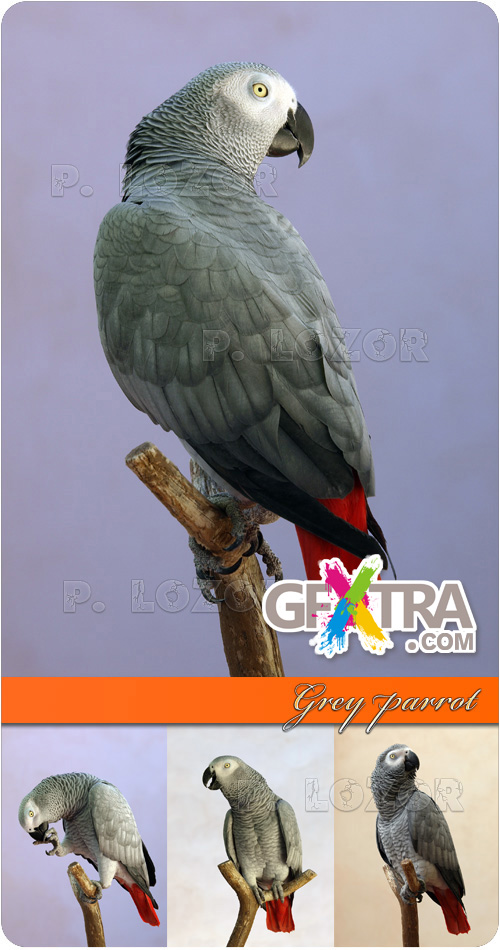 Grey parrot