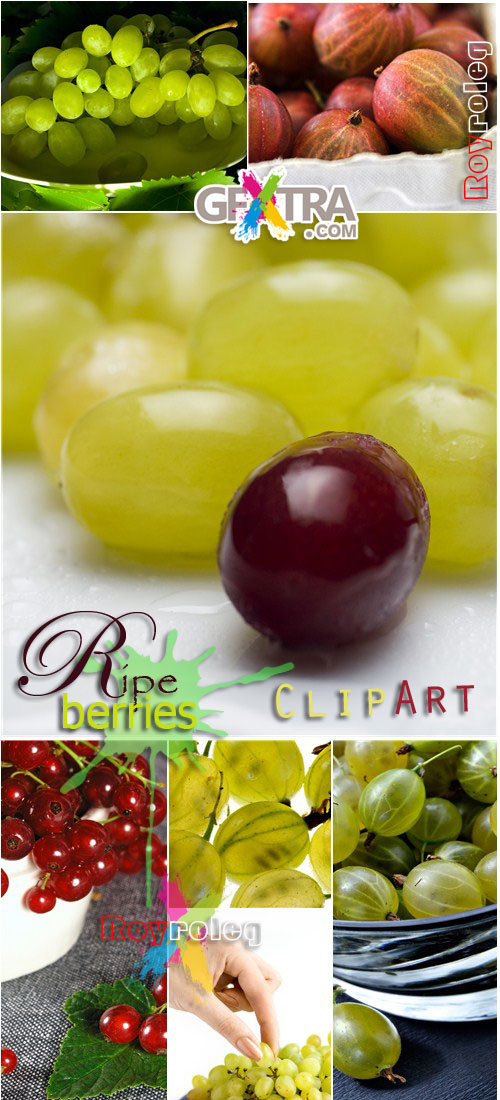 Ripe Berries - ClipArt