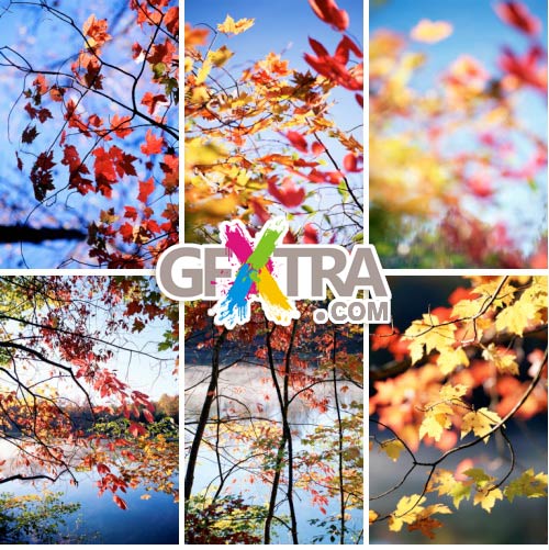 ThinkStock V815 Autumn Color