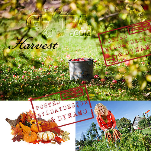 Autumn harvest - Stock Photo