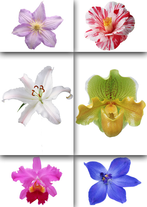 Exotic Flowers psd
