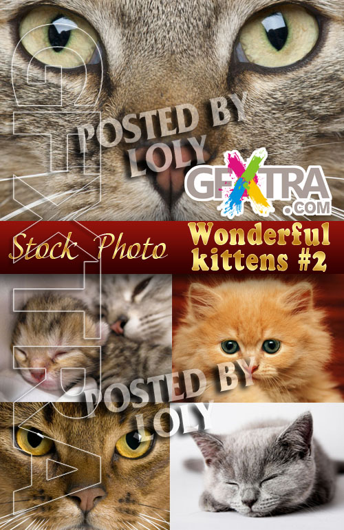 Wonderful kittens #2 - Stock Photo