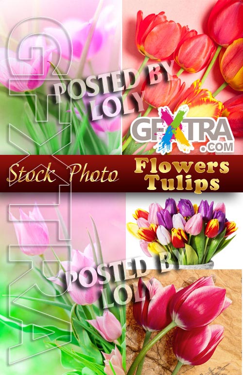 Flowers. Tulips - Stock Photo