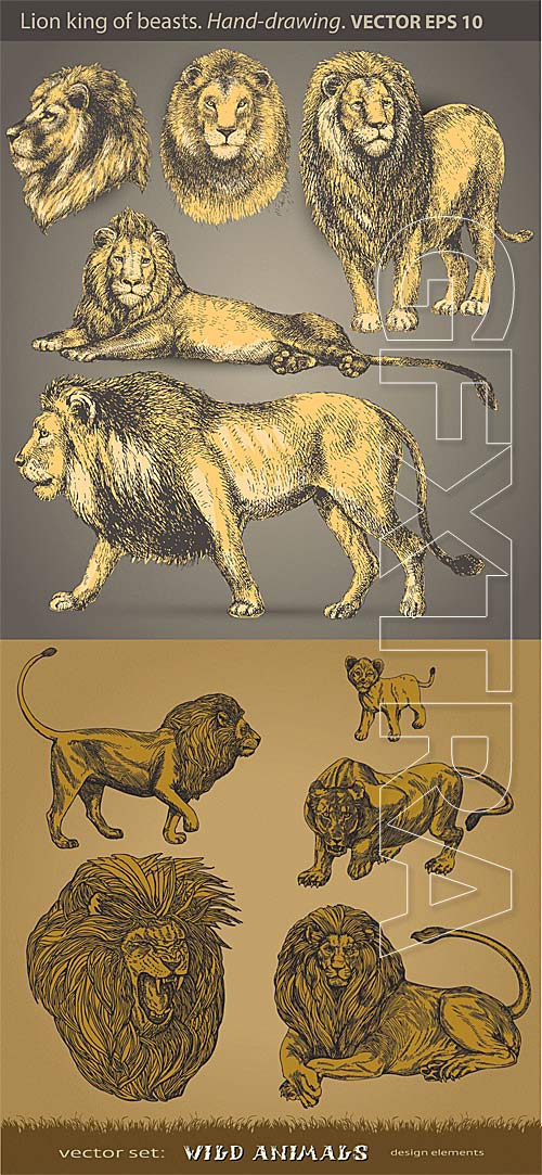 Vector lions set