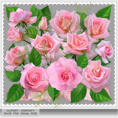 Pink roses clipart PSD