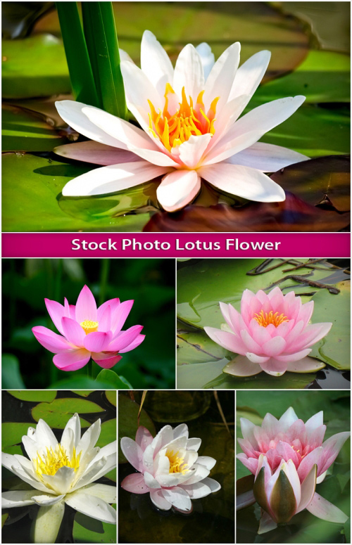 Stock Photo Lotus Flower