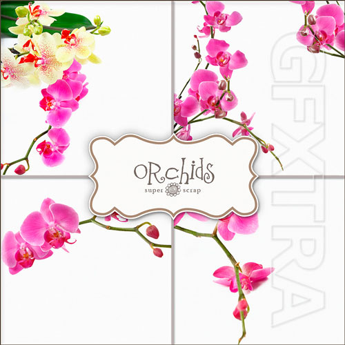 Scrap Kit - Orchids