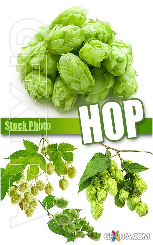 Hop - UHQ Stock Photo