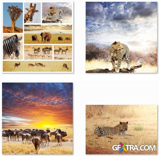 African Animals - 25 HQ Stock Photo