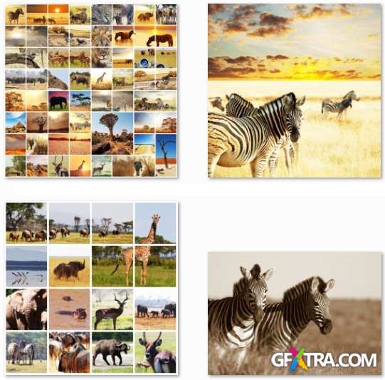 African Animals - 25 HQ Stock Photo