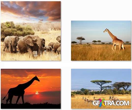 African Animals - 25 HQ Stock Photo