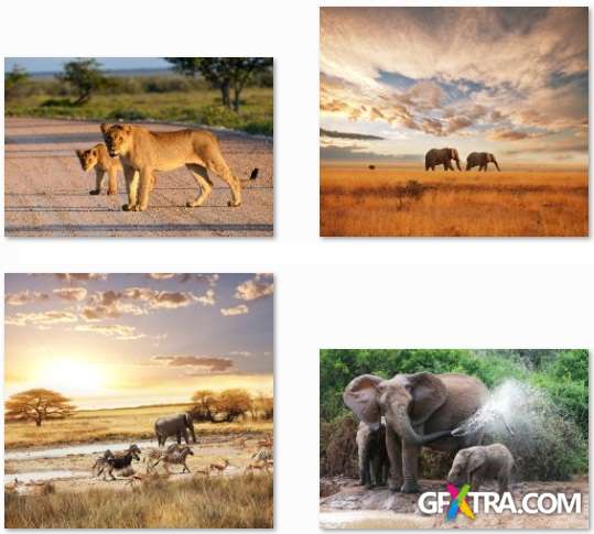 African Animals - 25 HQ Stock Photo