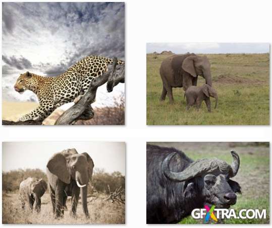 African Animals - 25 HQ Stock Photo