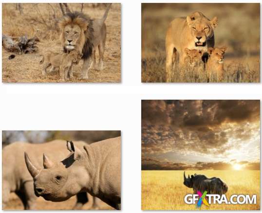 African Animals - 25 HQ Stock Photo