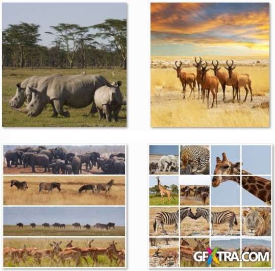 African Animals - 25 HQ Stock Photo