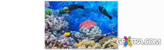 Underwater World - 25 HQ JPEG Stock Photo