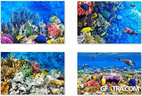 Underwater World - 25 HQ JPEG Stock Photo