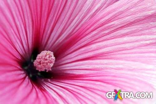 Think Pink - Shutterstock 25xjpg